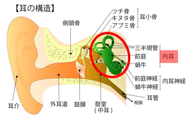 内耳の図